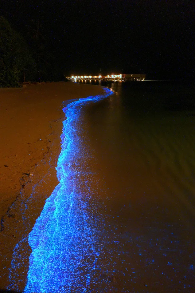 Sea of Stars on Vaadhoo Island Maldives