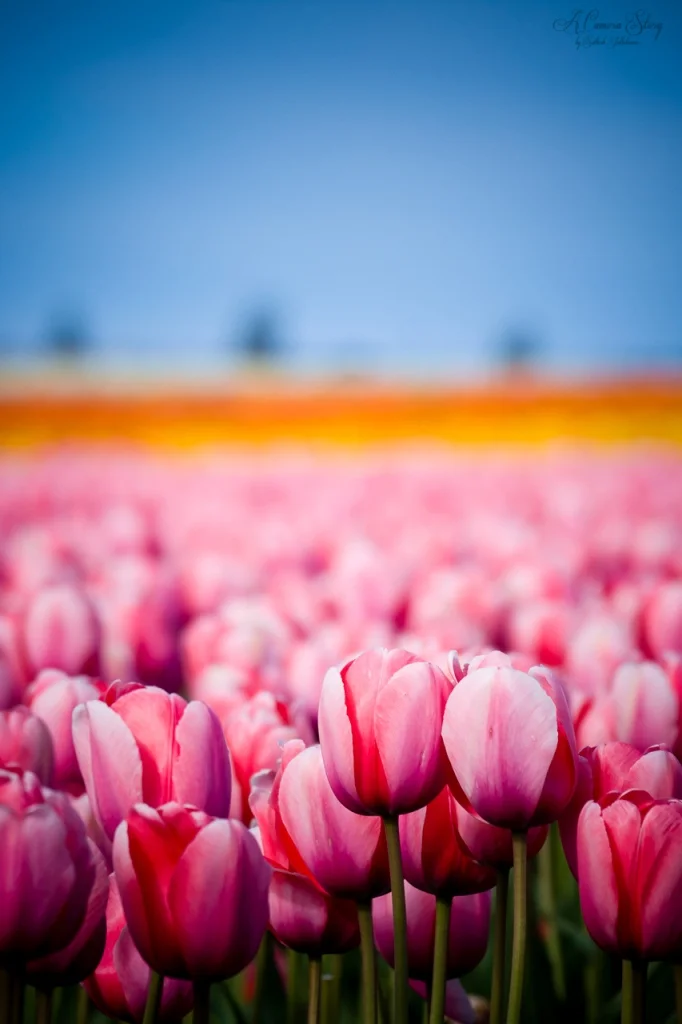 Skagit Valley Tulip Fields
