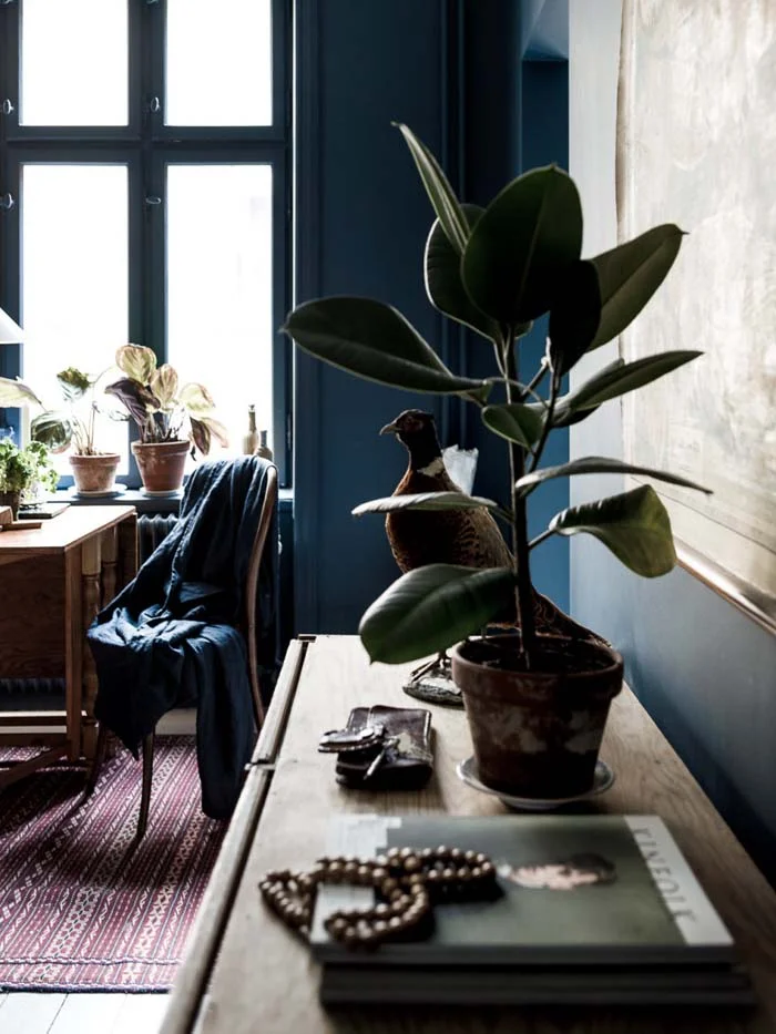 Small Plant on Living Room Table