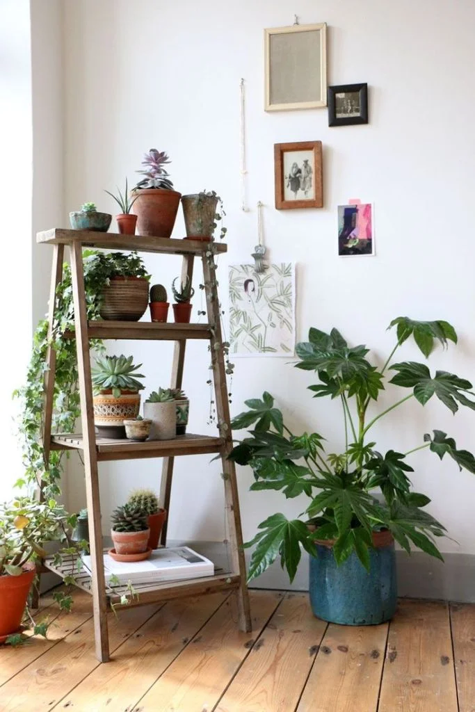 Beautiful Indoor Plant Decoration Ideas Small Pot White Wall Wooden Floor