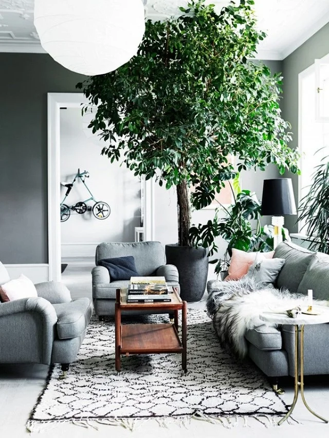 Cozy Grey Living Room Large Plant