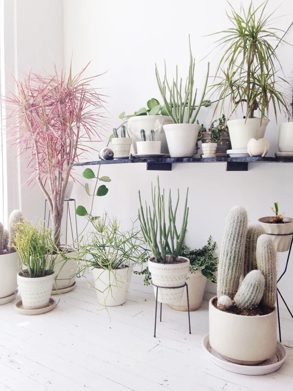 Living Room Corner Decorate Indoor Plant