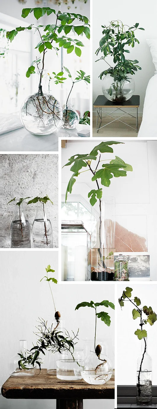 Rotated Plants in Glass Vase