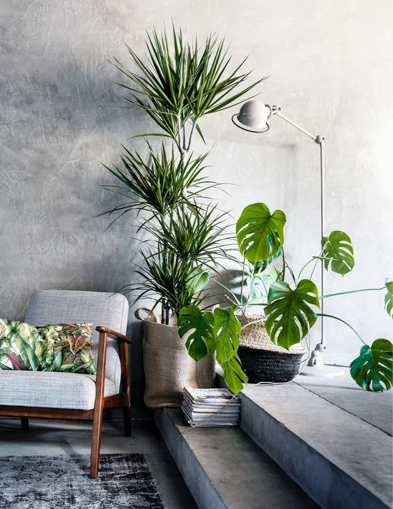 living room indoor plants