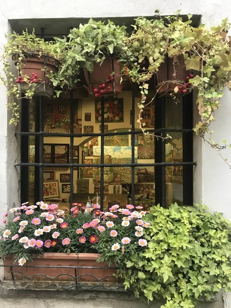 colorful window garden