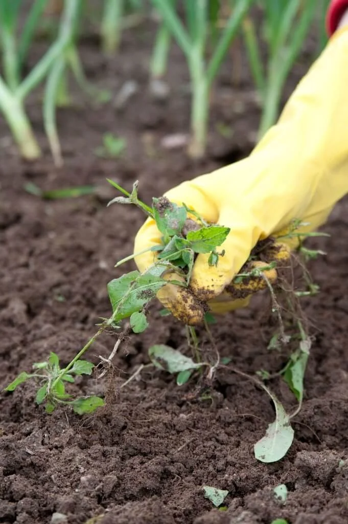 Weed Control In Winter Gardening