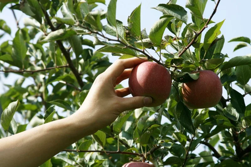 Inspect Your Trees