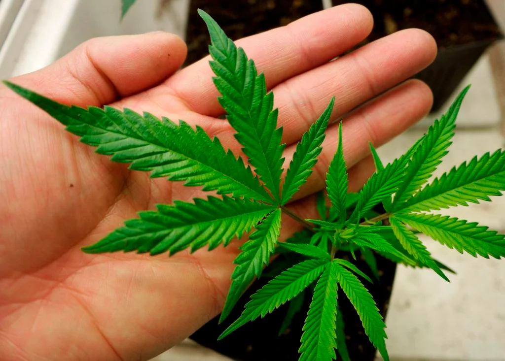 What Does Really Matter When Choosing the Right Weed