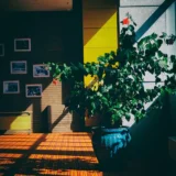 Indoor Plants