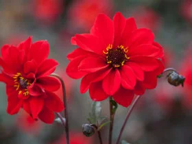 D16 Dahlia ‘Bishop of Llandaff AGM