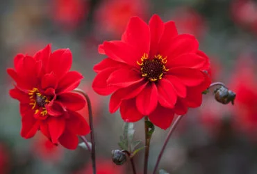 D16 Dahlia ‘Bishop of Llandaff AGM