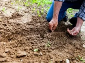 Gardening Ideas