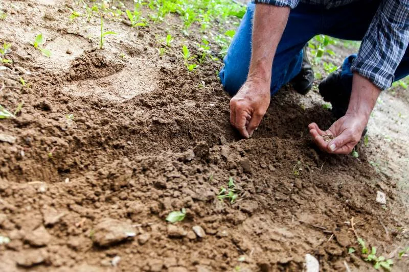 Gardening Ideas