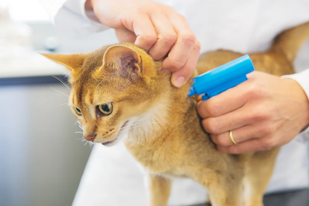 Microchipping2