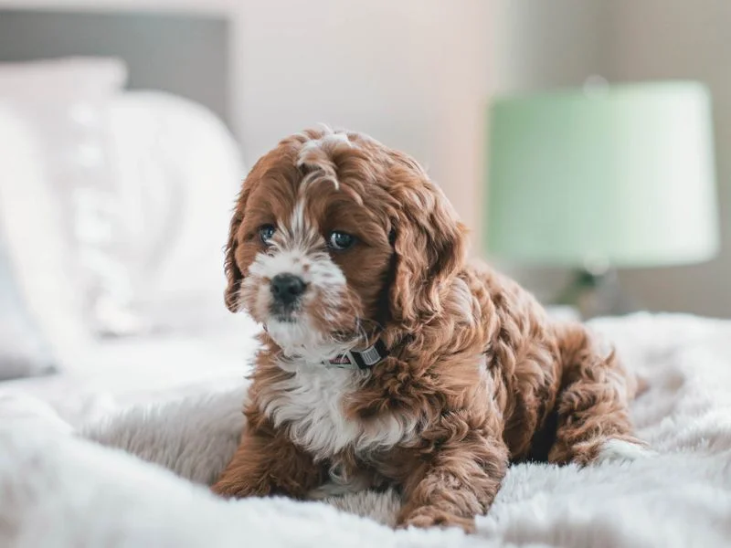 Cleaning Tips For Dog Owners1