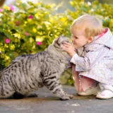 Cat Breeds 1