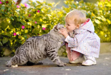 Cat Breeds 1
