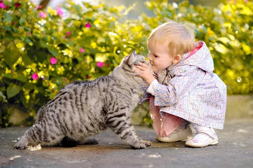 Cat Breeds 1