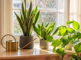 Plant Delivery1