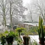 Plants 1