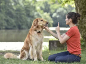 Woman,Training,Dog,At,The,Park