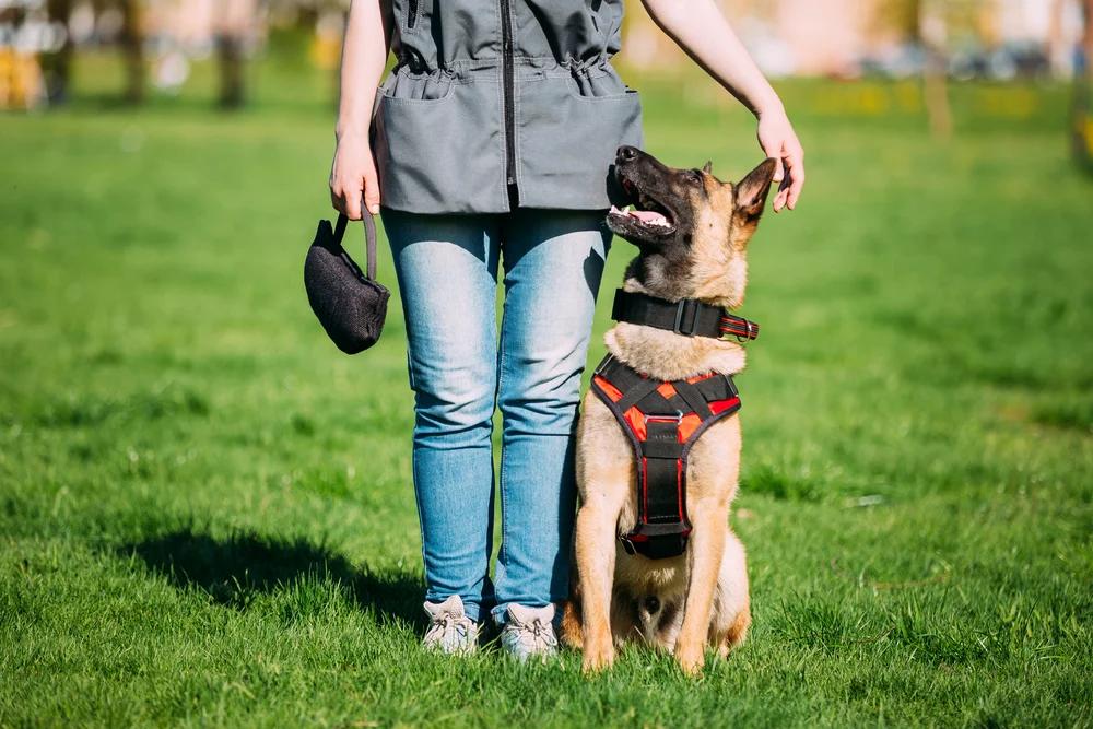 Malinois,Dog,Sit,Outdoors,In,Green,Summer,Grass,Near,Owner
