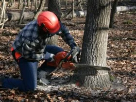 Tree Removal 1