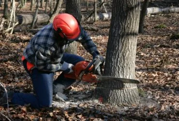 Tree Removal 1