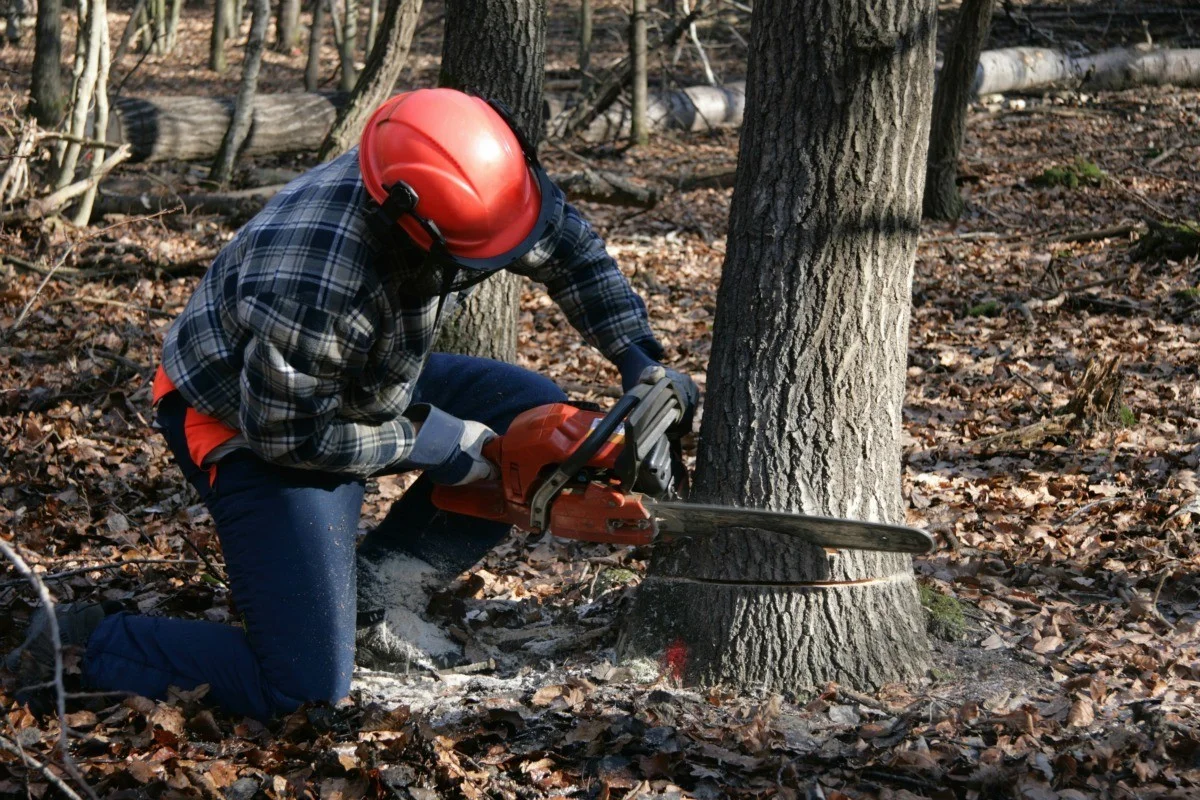 Tree Removal 1