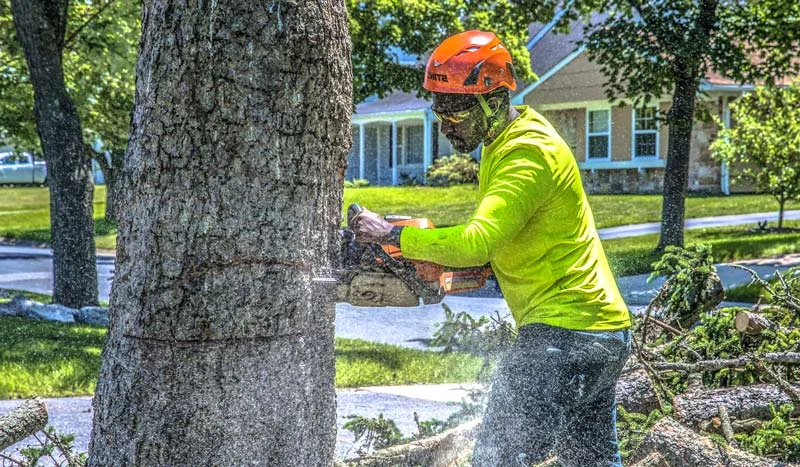 Tree Removal