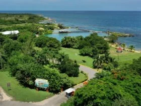 Explore Dolphin Cove Ocho Ríos in Jamaica